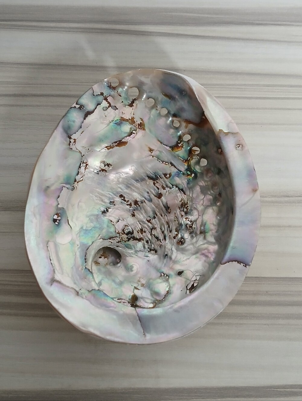 Genuine Abalone Shell - Picture 2 of 13